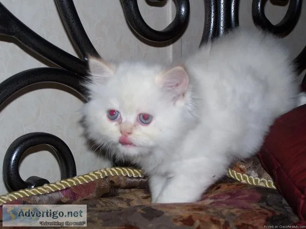 Beautiful and Rare Himalayan Kittens