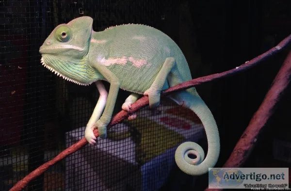 Veiled chameleon for sale