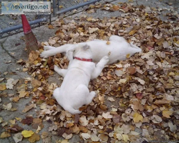 American White Shepards Puppies