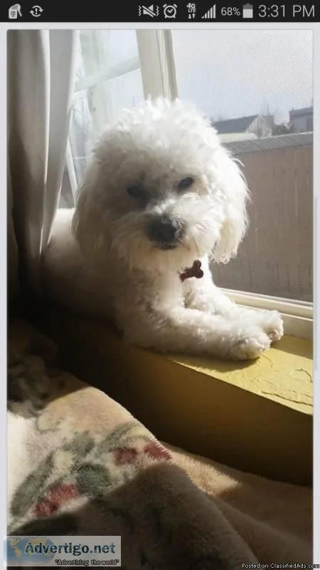 Missing pet