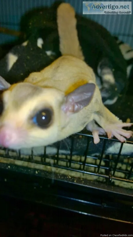 Beautiful hand raised male PLATINUM sugar glider READY NOW