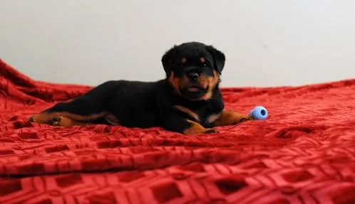 QVC German Rottweiler Puppies