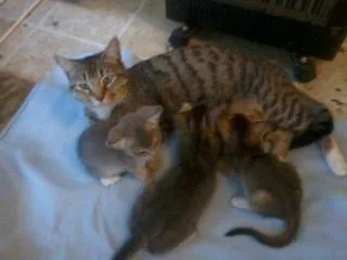 Savannah Cats and Kittens