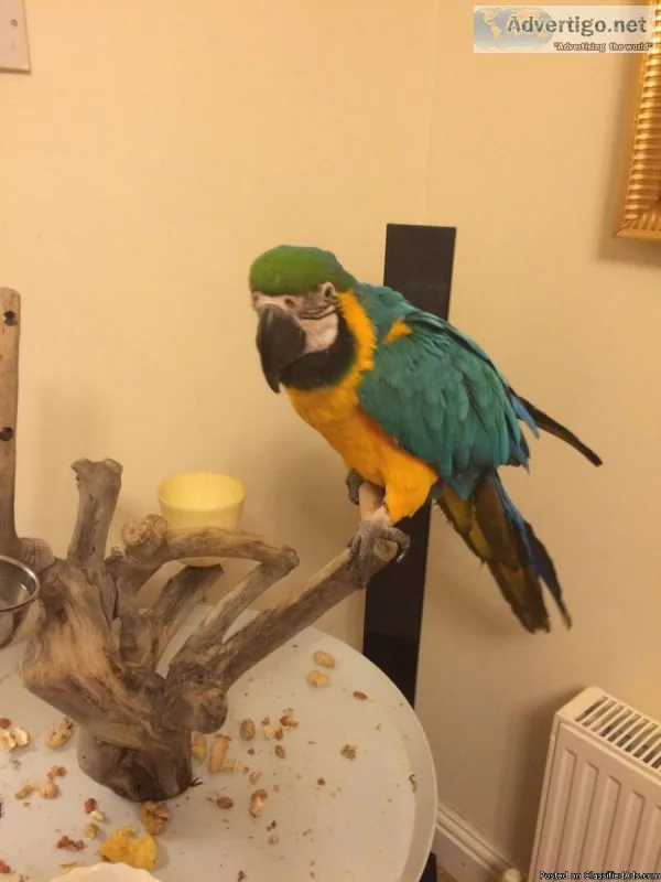 Blue and Gold Macaw- Female.