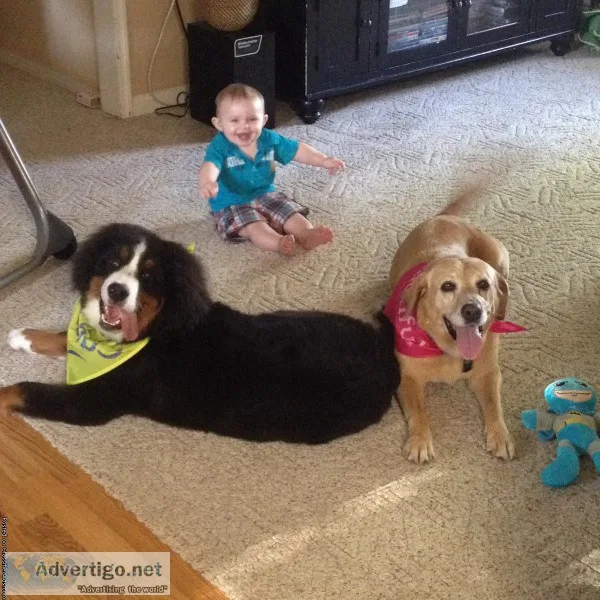 AKC Bernese Mountain STUD Service