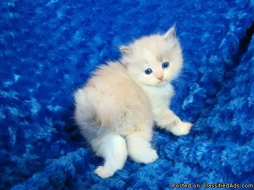 vet checked ragdoll kittens