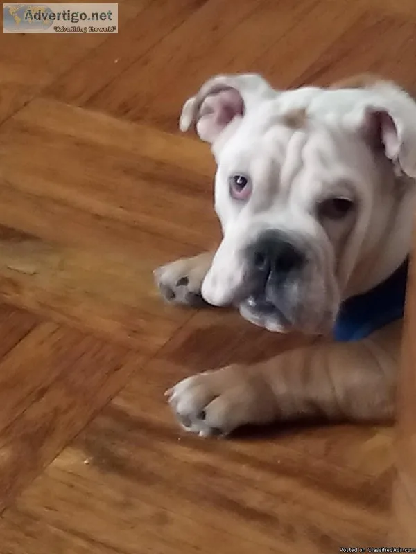 English Bulldog Male Puppie