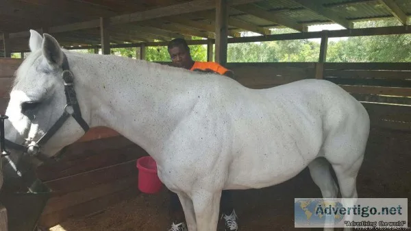 Mare Quarter Horse