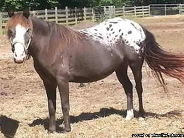 Pony for sale Discounted price