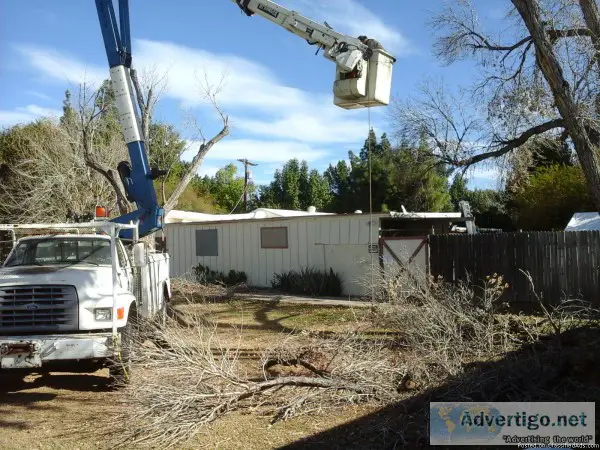 Tree Stump removal Tree Trimming Service  Tree Doctor Arborist Q