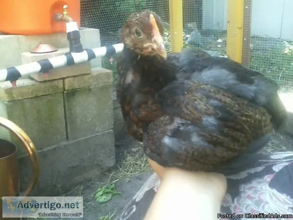 Partridge Rock Rooster