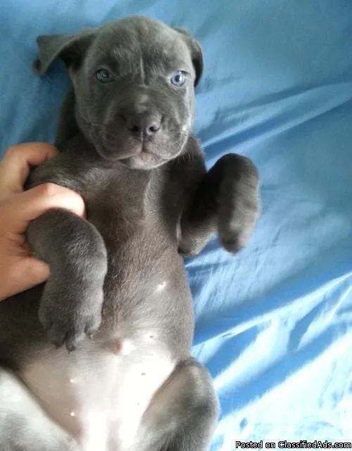 Attractive Sweet Labrador Puppies