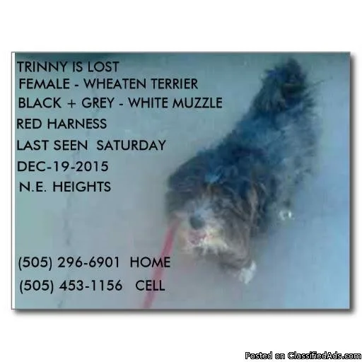 LOST DOG - ROVER  TRAMWAY (N.E.HEIGHTS)