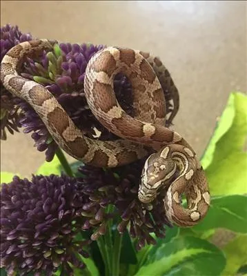 Slither -  Snake