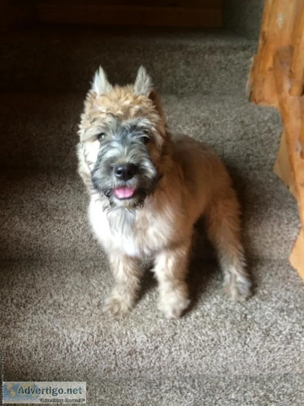 Bouvier Des Flanders