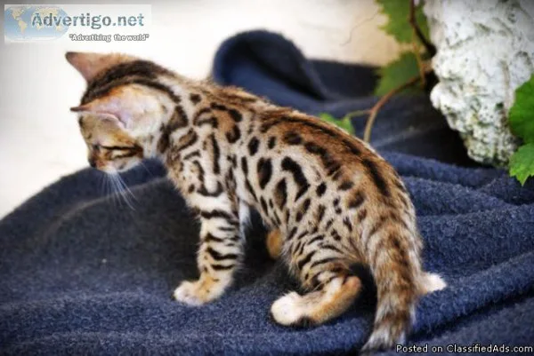 Gorgeous TICA registered Bengal kittens for sale