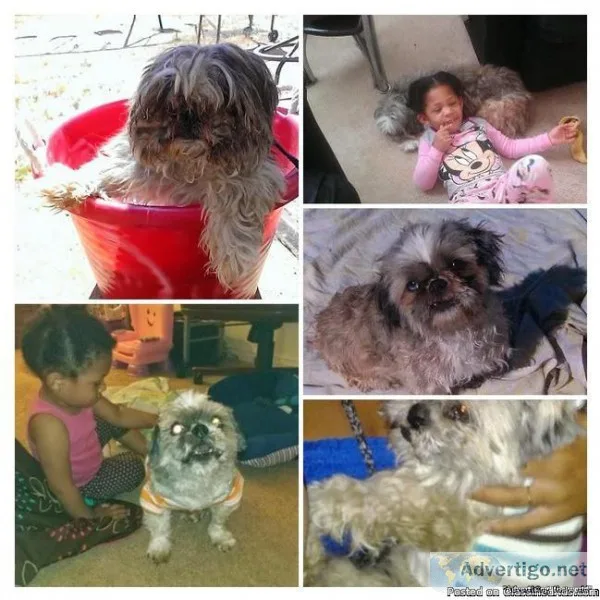 Lost male Shih Tzu