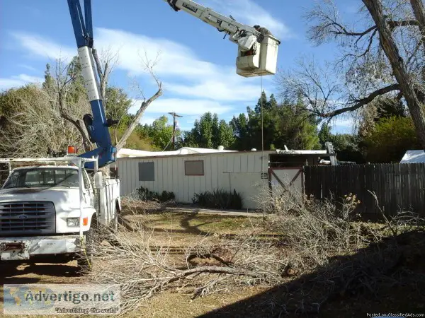 Tree Stump removal Tree Trimming Service  Tree Doctor Arborist Q