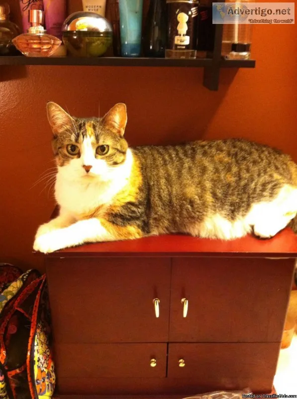 Two free declawed cats
