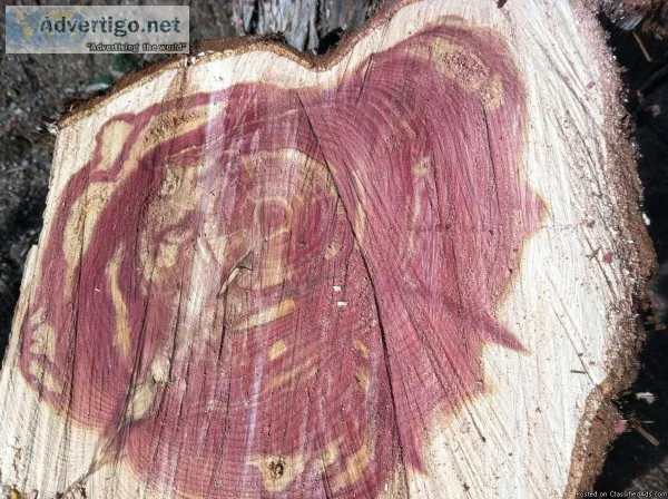 Tree doctor remover