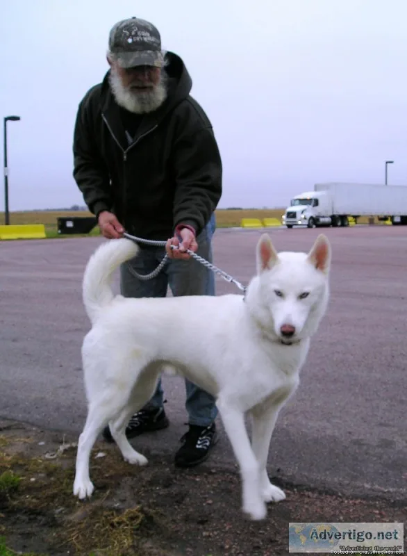 Siberian Husky Stud for Hire APRI Champion Bloodline