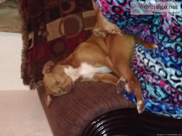 Lost dog