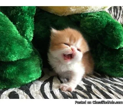 Playful Persian kittens for sale