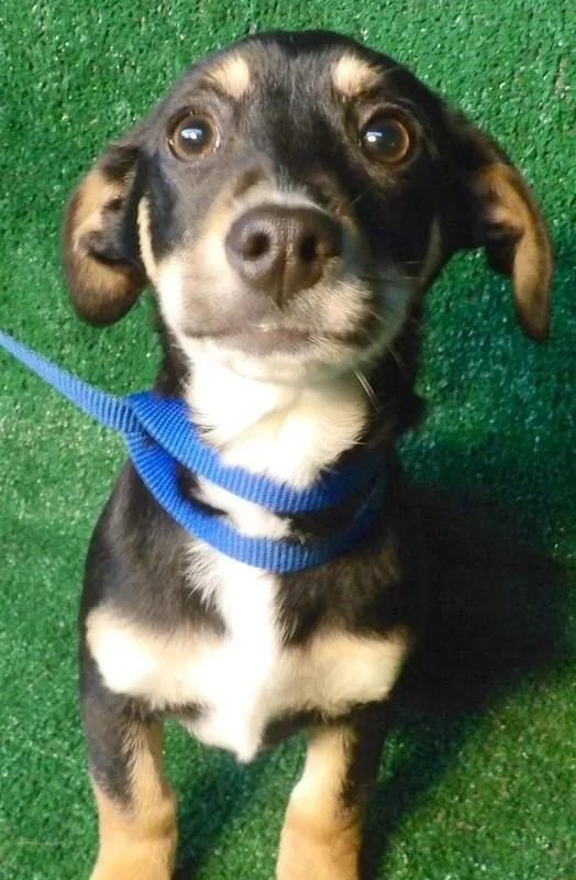 Becca - Female Beagle Mix