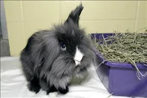 Dyson - Male Lionhead