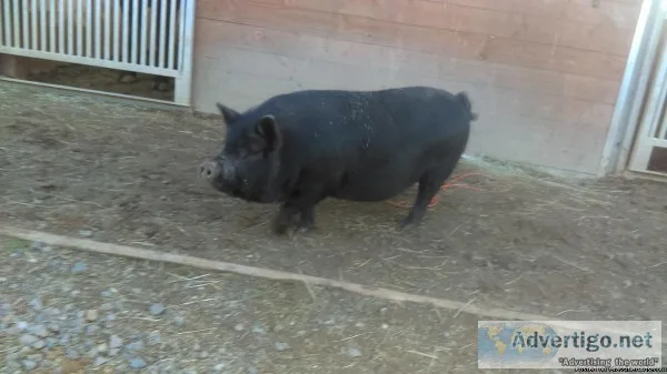 Guinea hog-Similar to Potbelly