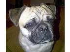 Adopt Buddy a TanYellowFawn Pug  Shih Tzu  Mixed dog in Surrey