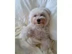 Adopt Kukka a White Havanese  Mixed dog in Surrey BC (13582700)