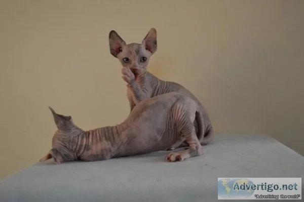 Super cute sphynx kittens for sale