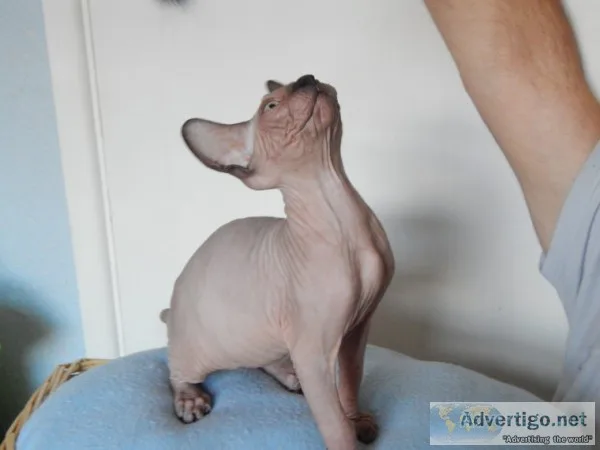 Outstanding sphynx kittens for sale
