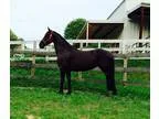 PRICE REDUCED Awesome Friesian Heritage Horse Georgian Grande Ma