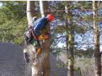 Humble Tree Service- Insured-Tree TrimmingPrunning