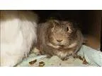 Adopt Luca a Guinea Pig