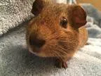 Adopt Acorn a Guinea Pig