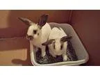 Adopt Not-A-Pair a Bunny Rabbit