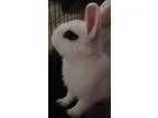 PS3 Games Trade for puppy