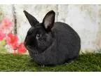 Adopt Clyde - bonded to Bonnie a Havana  Mixed rabbit in San Die