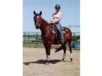 Adopt Faith a Arabian