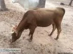 Cows - Price 