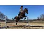 Maverick - Horse for Lease in Milton Massachusetts