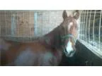 Cute QH Pony Wants His Own Child