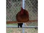 Adopt Joe a Chicken