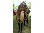 Quarter Horse For Sale