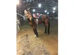 14yo 163hh TB Gelding