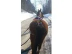 SUPER friendly pony mare In training to Drive
