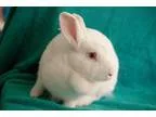 Adopt Birdie a American  Mixed rabbit in Erie PA (15066535)